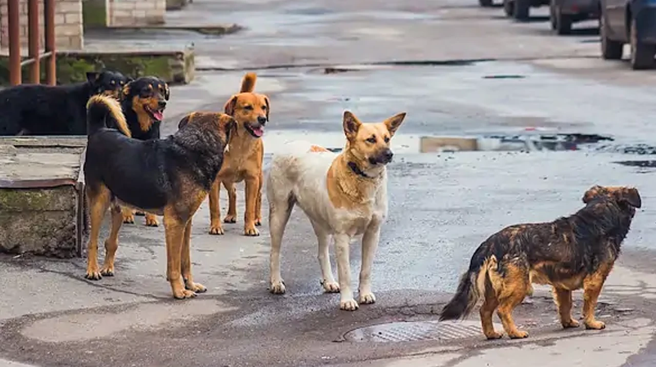 Sahipsiz Köpek Başına Belediyeye 71 Bin TL Ceza!