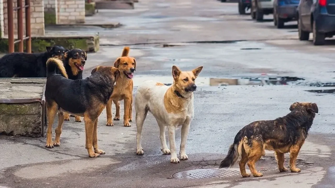 Samsun'da Sokak Hayvanları İçin Önlemler Alındı