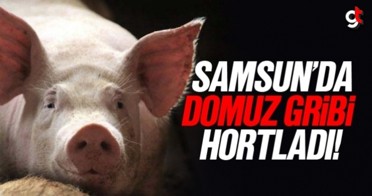 Samsun&#039;da domuz gribi virüsü yayıldı