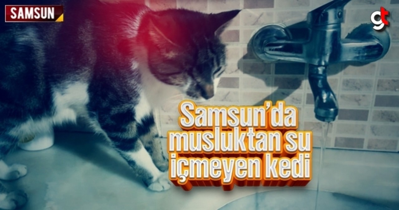 Samsun’da musluktan su içmeyen kedi