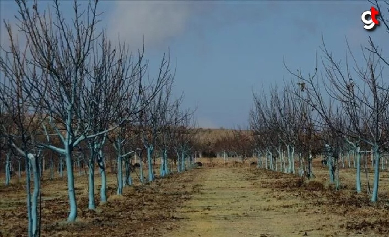 Bordo Bulamacı Uygulama Zamanını Kaçırmayalım