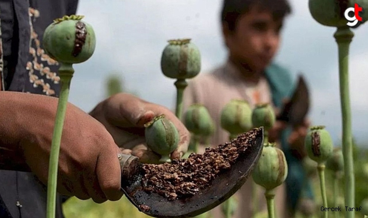 Taliban'ın haşhaş yasağı Avrupa'da sentetik uyuşturucu krizine yol açıyor