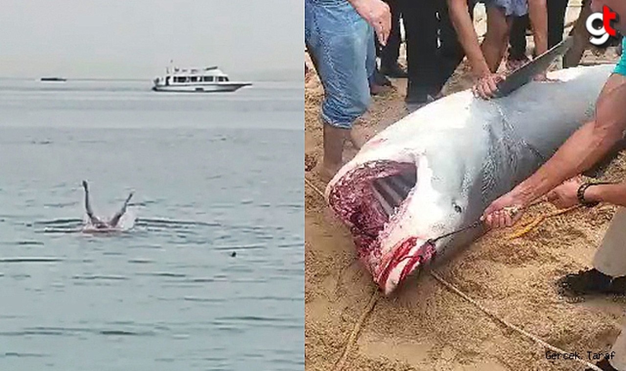 Mısır'da Rus turisti öldüren köpek balığı mumyalanacak