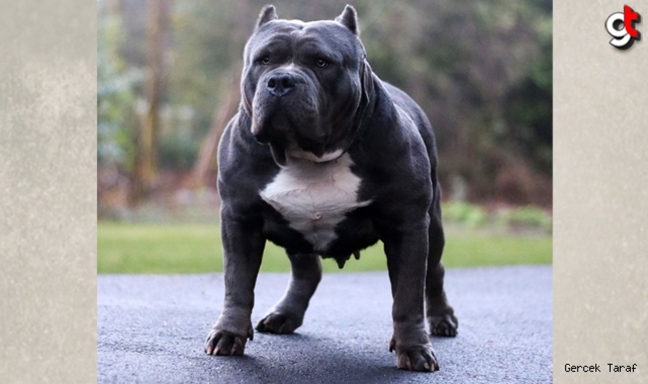 Bir kişinin ölümüne neden olan American Bully XL cinsi köpekler yasaklanacak