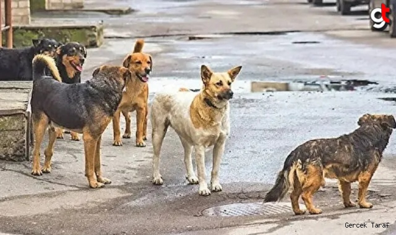 Sokak köpekleriyle ilgili yasa tasarısı maddelerinde neler var?