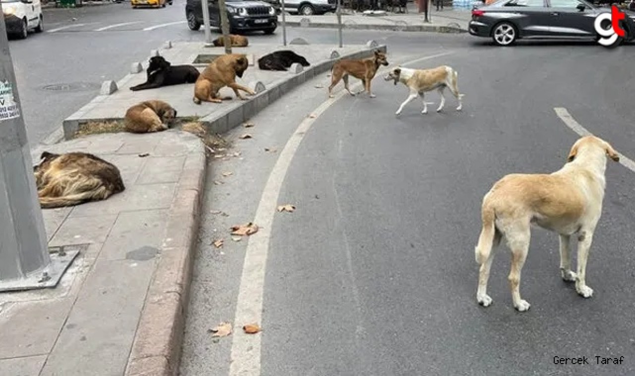 Türkiye'de başıboş sokak köpeği sayısı belli oldu