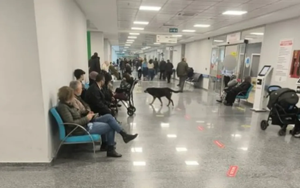 Samsun Eğitim Araştırma Hastanesi'nde Kediler, Fareler ve Köpekler Geziniyor