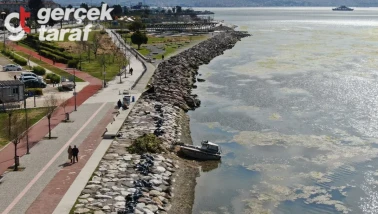 İzmir sahillerinde deniz marulu istilası!