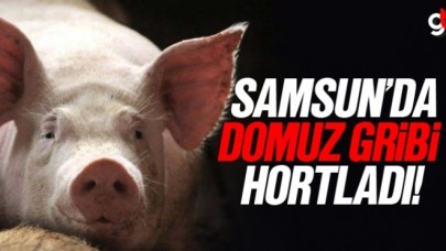 Samsun&#039;da domuz gribi virüsü yayıldı