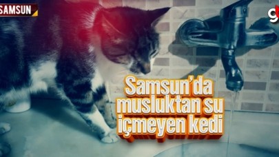 Samsun’da musluktan su içmeyen kedi