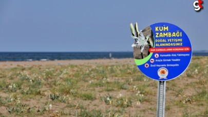 Samsun sahillerinde kum zambaklarına tabelalı koruma