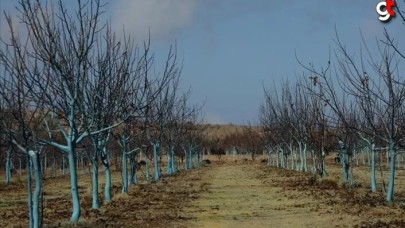 Bordo Bulamacı Uygulama Zamanını Kaçırmayalım