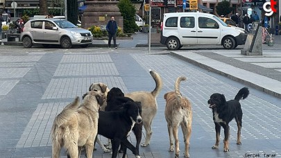 Saathane Meydanı başıboş köpeklere kaldı