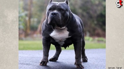 Bir kişinin ölümüne neden olan American Bully XL cinsi köpekler yasaklanacak