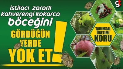 Kahverengi Kokarca böceği ile mücadele için ne yapılmalı?