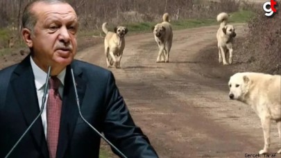 Cumhurbaşkanı Erdoğan sokak köpekleri için talimat verdi