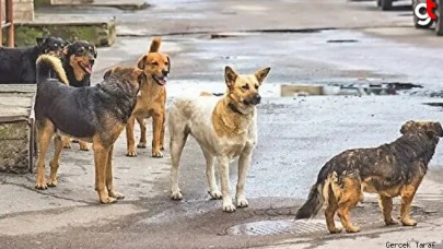 Sokak köpekleriyle ilgili yasa tasarısı maddelerinde neler var?