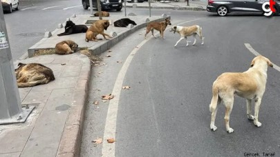 Türkiye'de başıboş sokak köpeği sayısı belli oldu