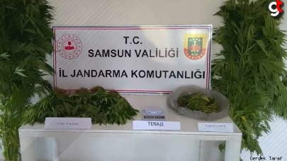 Samsun Çarşamba’da Jandarmadan uyuşturucu operasyonu