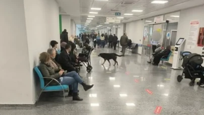 Samsun Eğitim Araştırma Hastanesi'nde Kediler, Fareler ve Köpekler Geziniyor