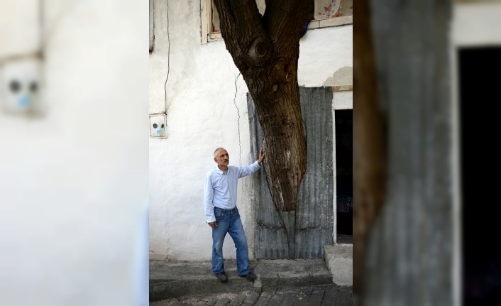 Gövdesi evinin içinde kalan baba hatırası ağaca kıyamıyor