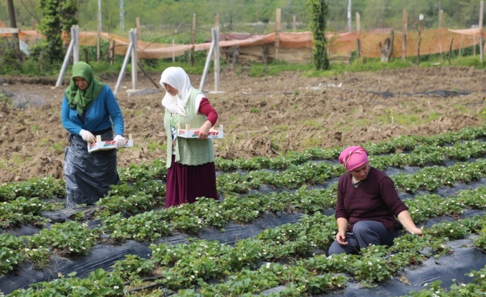 Karadeniz'de çilek hasadına başlandı