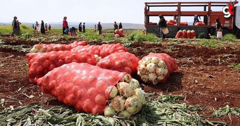 Kuru Soğan Hasadı Başladı, Fiyatlar Düşecek