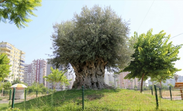 Bin 500 yıllık zeytin ağacı meyve verdi