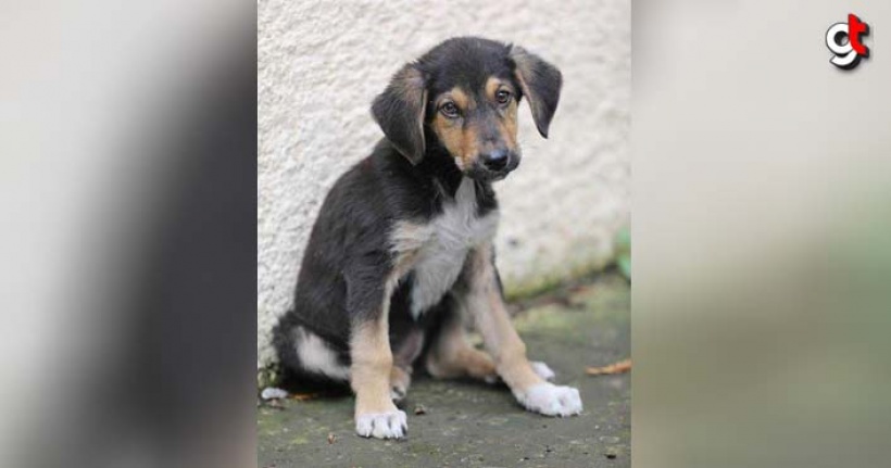 Temizlik işçisinin dereye attığı köpek kurtarıldı