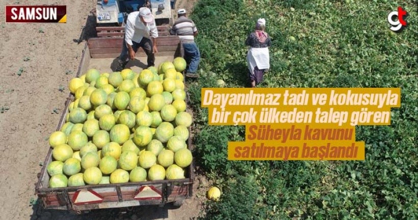 Bafra'nın meşhur Süheyla kavunu satışa çıktı