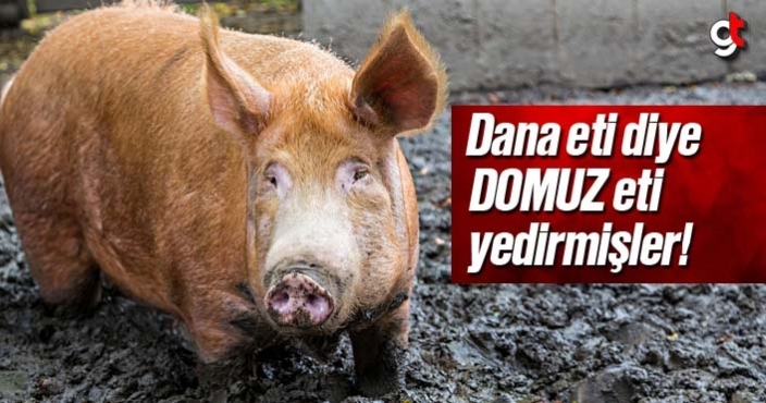 Dana eti diye Domuz eti yedirmişler