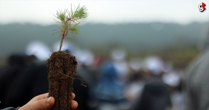 Fidan dikimi rekoru için geri sayım