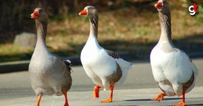 Samsun'da kaz satışları başladı