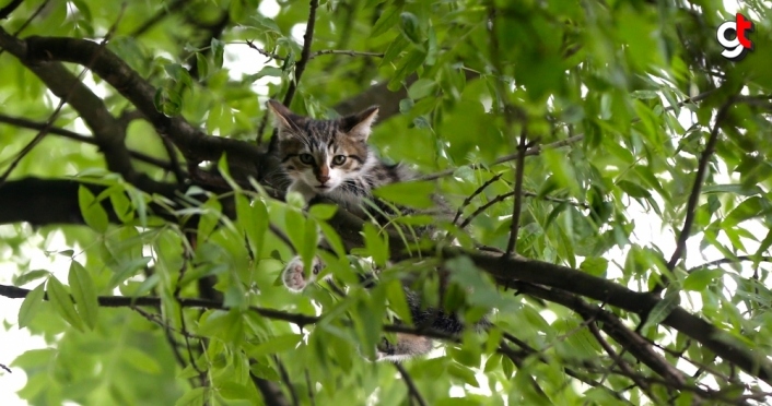 Ağaçta mahsur kalan kedi yavrusunu itfaiye kurtardı