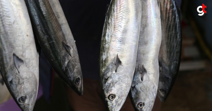 Karadeniz'de oluşan akıntı balık fiyatlarını artırdı