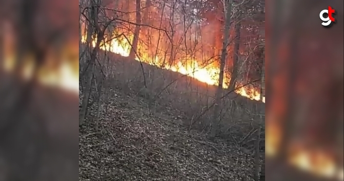 Sinop’ta orman yangını çıktı