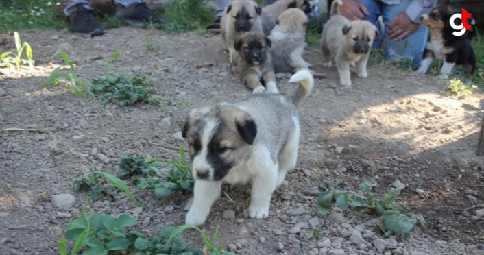 Artvin'de annesiz kalan 7 köpek yavrusu koruma altına alındı