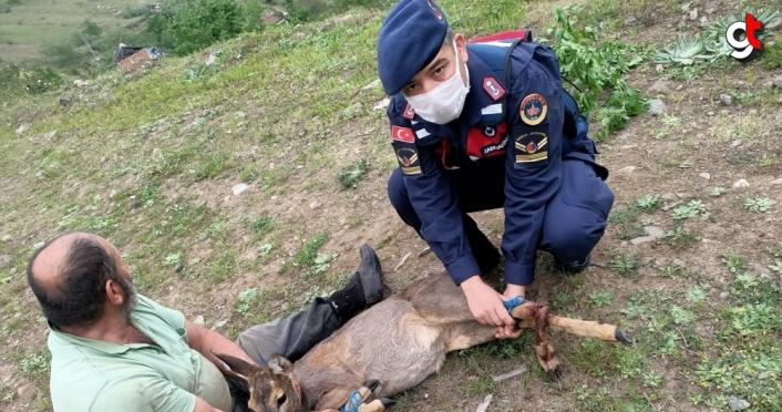 Samsun'da Mehmetçik tarafından yaralı bulunan ceylan tedavi altına alındı