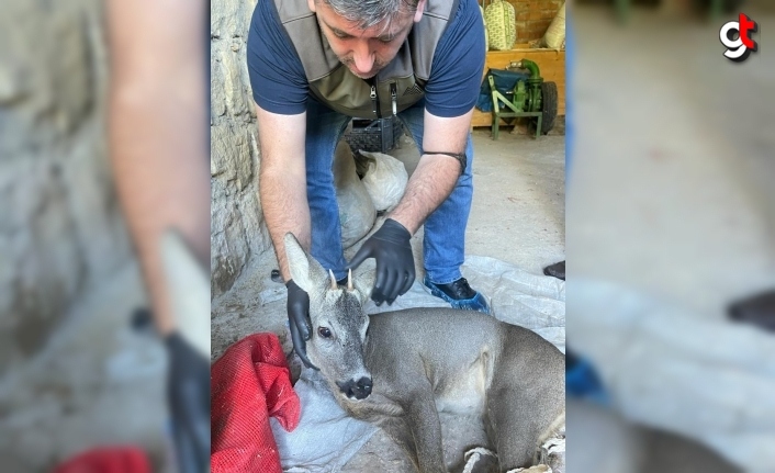 Bartın'da yaralı bulunan karaca tedaviye alındı