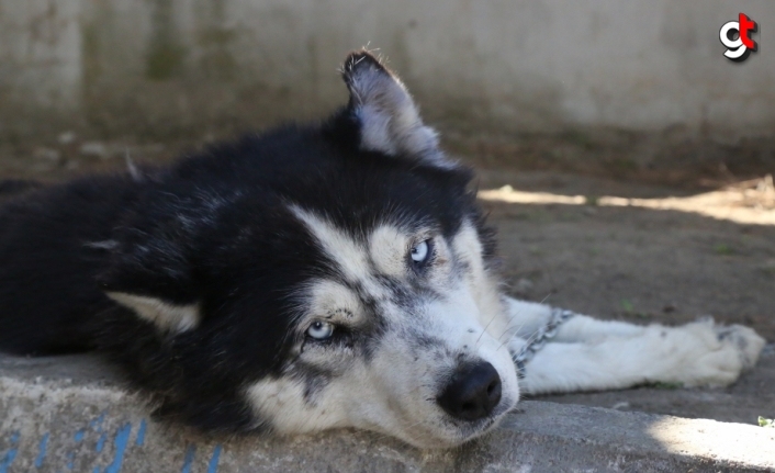 Selde yaşamını yitiren MEB personelinin köpeği "Bozkurt"a jandarma sahip çıktı