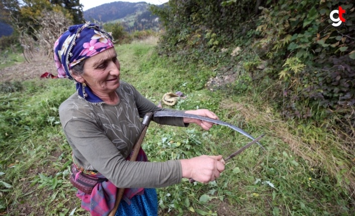 Doğu Karadeniz'in çalışkan kadınları "güz" telaşında