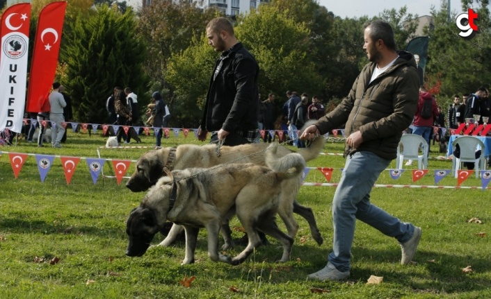 Samsun'da "Uluslararası Köpek Irkları Yarışması" yapıldı