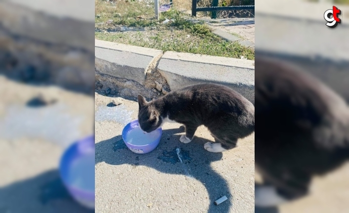 Tokat'ta 3 gündür çatıda mahsur kalan kediyi itfaiye kurtardı