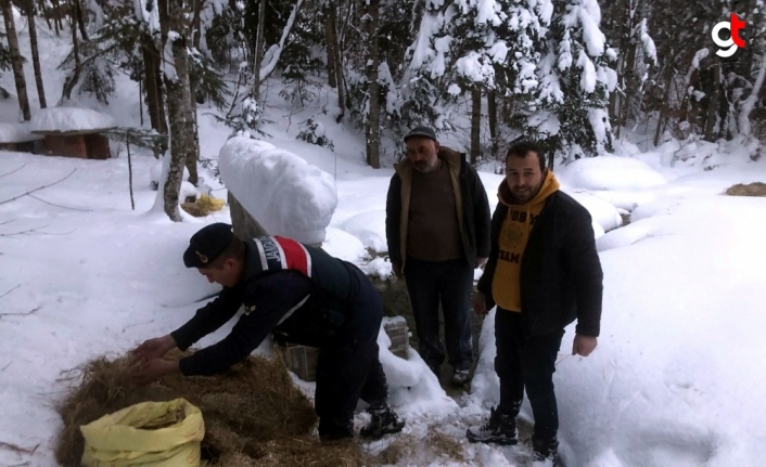 Düzce ile Karabük'te sokak ve yaban hayvanları unutulmadı