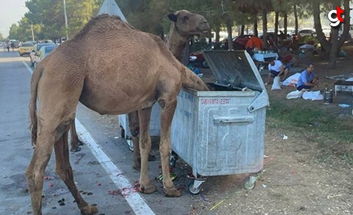 Samsun'da aç kalan develer sahile indi