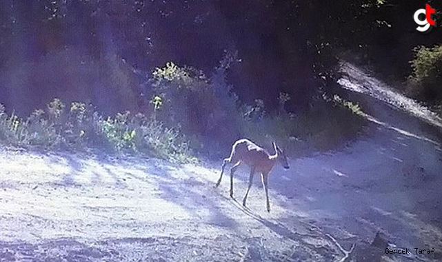 Bolu'da bir karaca fotokapan tarafından görüntülendi