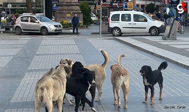 Saathane Meydanı başıboş köpeklere kaldı