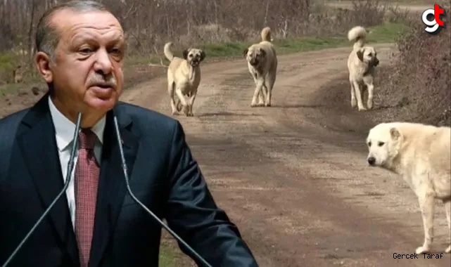 Cumhurbaşkanı Erdoğan sokak köpekleri için talimat verdi